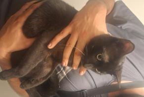 Ontdekkingsalarm Kat Onbekend , 1 jaar Lyon Frankrijk