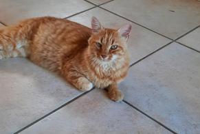 Ontdekkingsalarm Kat  Mannetje Saint-Pierre-du-Chemin Frankrijk