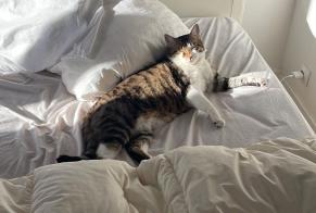 Verdwijningsalarm Kat  Mannetje , 4 jaar Chantilly Frankrijk