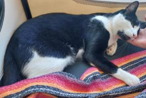 Ontdekkingsalarm Kat Mannetje Jard-sur-Mer Frankrijk