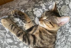 Ontdekkingsalarm Kat Mannetje Angoulême Frankrijk