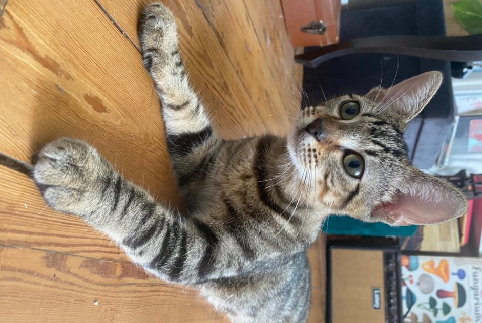 Ontdekkingsalarm Kat Mannetje Angoulême Frankrijk