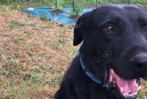 Verdwijningsalarm Hond rassenvermenging Mannetje , 8 jaar Montbeugny Frankrijk