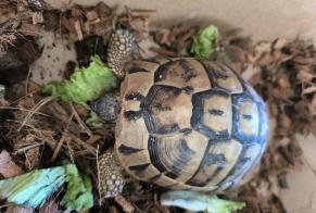 Ontdekkingsalarm Schildpad Mannetje Gambais Frankrijk