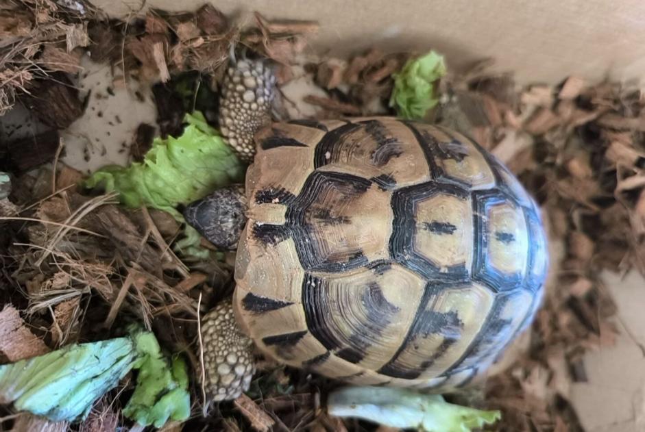 Ontdekkingsalarm Schildpad Mannetje Gambais Frankrijk