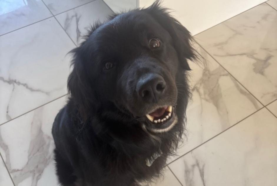 Verdwijningsalarm Hond rassenvermenging Mannetje , 5 jaar Clérac Frankrijk