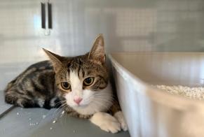 Ontdekkingsalarm Kat  Vrouwtje , 1 jaar Poissy Frankrijk