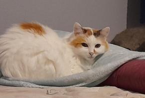 Verdwijningsalarm Kat Vrouwtje , 9 jaar Saint-Trivier-de-Courtes Frankrijk