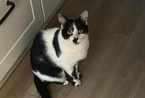 Verdwijningsalarm Kat Mannetje , 3 jaar Nantes Frankrijk