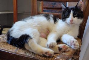 Ontdekkingsalarm Kat Vrouwtje , 4 jaar Neuvic Frankrijk