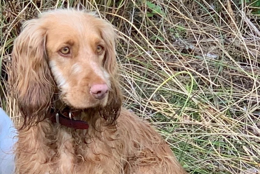 Verdwijningsalarm Hond rassenvermenging Vrouwtje , 8 jaar Luché-Thouarsais Frankrijk
