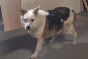 Ontdekkingsalarm Hond rassenvermenging Vrouwtje Saint-Georges-des-Coteaux Frankrijk