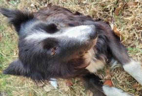 Ontdekkingsalarm Hond  Onbekend Limerzel Frankrijk