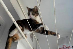 Verdwijningsalarm Kat  Mannetje , 1 jaar Pléhédel Frankrijk
