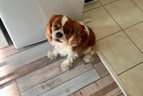 Ontdekkingsalarm Hond  Onbekend Quiberon Frankrijk