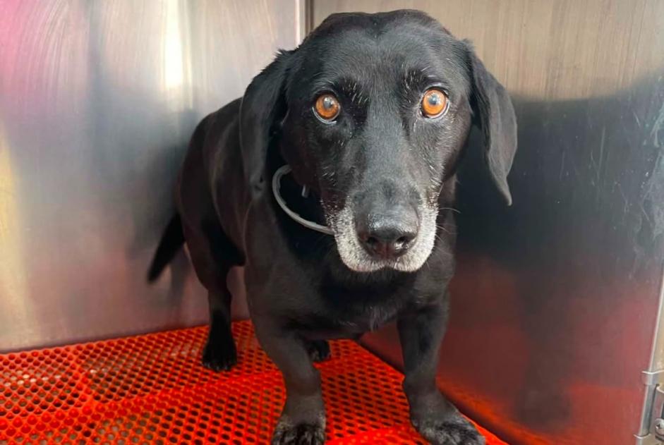 Ontdekkingsalarm Hond Mannetje Mesnil-en-Ouche Frankrijk