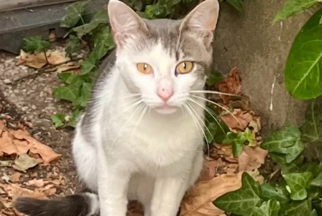 Ontdekkingsalarm Kat Mannetje , Tussen 9 en 12 maanden Saint-Benoît-sur-Loire Frankrijk