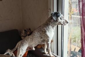 Verdwijningsalarm Hond rassenvermenging Mannetje , 6 jaar Castelnau-d'Estrétefonds Frankrijk