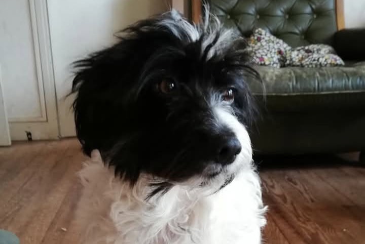 Verdwijningsalarm Hond rassenvermenging Vrouwtje , 8 jaar Castelnau-d'Estrétefonds Frankrijk