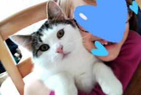 Verdwijningsalarm Kat rassenvermenging Mannetje , 2 jaar Fenioux Frankrijk