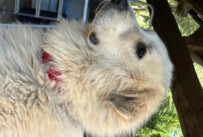 Verdwijningsalarm Hond  Mannetje , 3 jaar Arbellara Frankrijk