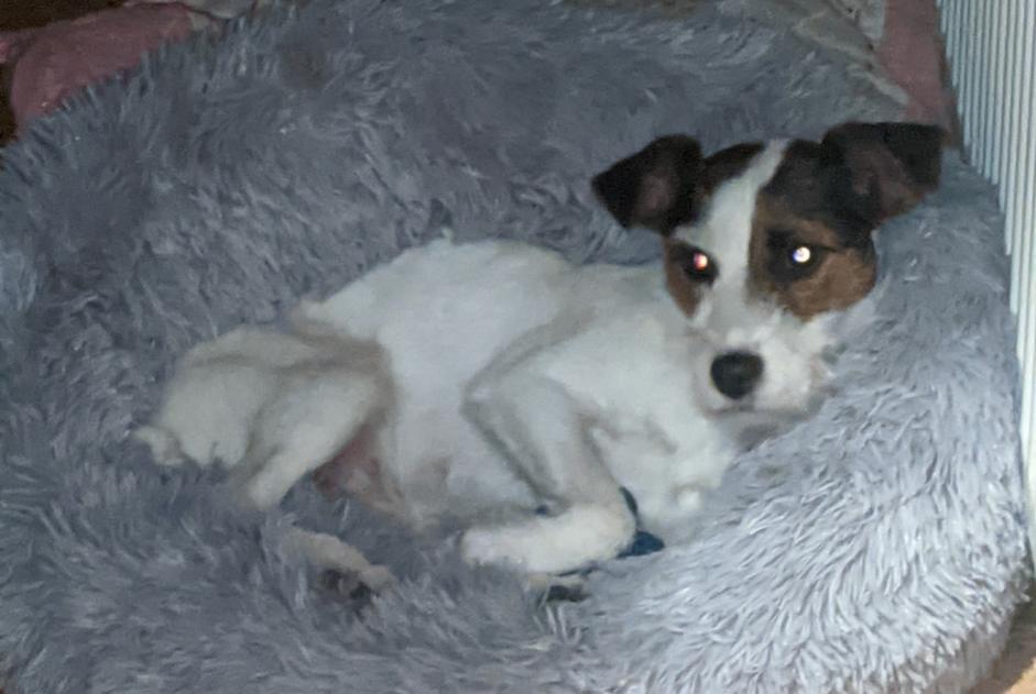 Verdwijningsalarm Hond  Vrouwtje , 8 jaar Flamanville Frankrijk