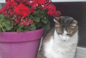 Verdwijningsalarm Kat  Mannetje , 9 jaar Dijon Frankrijk