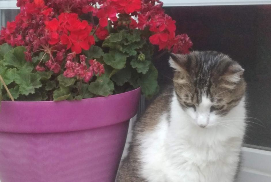 Verdwijningsalarm Kat  Mannetje , 9 jaar Dijon Frankrijk