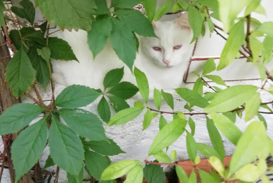 Verdwijningsalarm Kat rassenvermenging Vrouwtje , 4 jaar Bassoues Frankrijk
