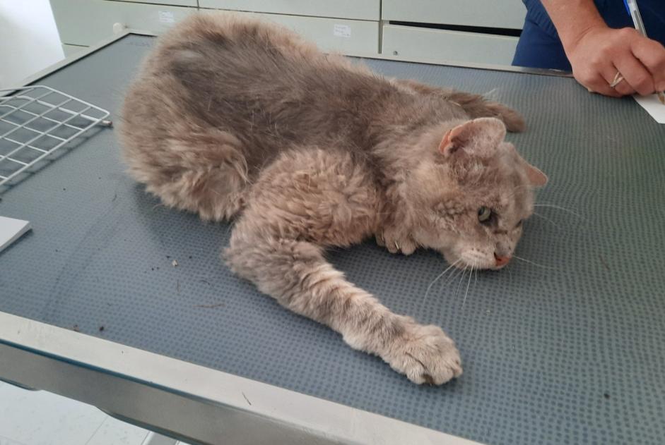 Ontdekkingsalarm Kat Mannetje , 15 jaar Saint-Sébastien-de-Morsent Frankrijk