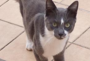 Ontdekkingsalarm Kat Mannetje Barbezieux-Saint-Hilaire Frankrijk