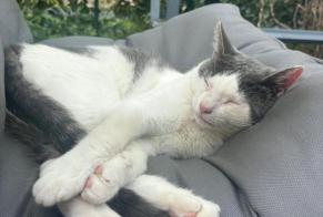 Verdwijningsalarm Kat  Mannetje , 1 jaar Champeix Frankrijk