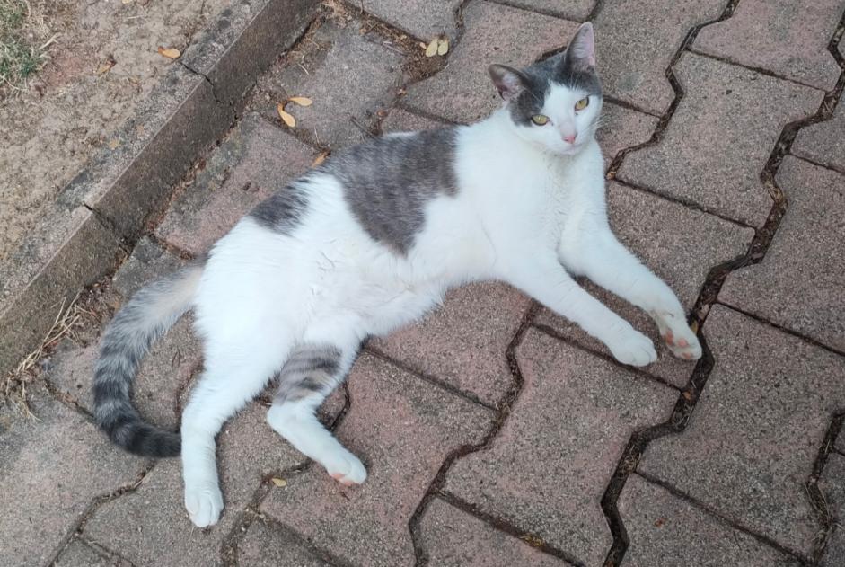 Verdwijningsalarm Kat  Mannetje , 1 jaar Champeix Frankrijk