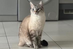 Verdwijningsalarm Kat  Mannetje , 2 jaar Clermont-l'Hérault Frankrijk