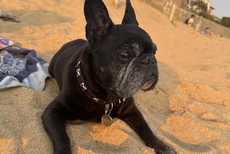 Verdwijningsalarm Hond  Vrouwtje , 14 jaar Pornichet Frankrijk