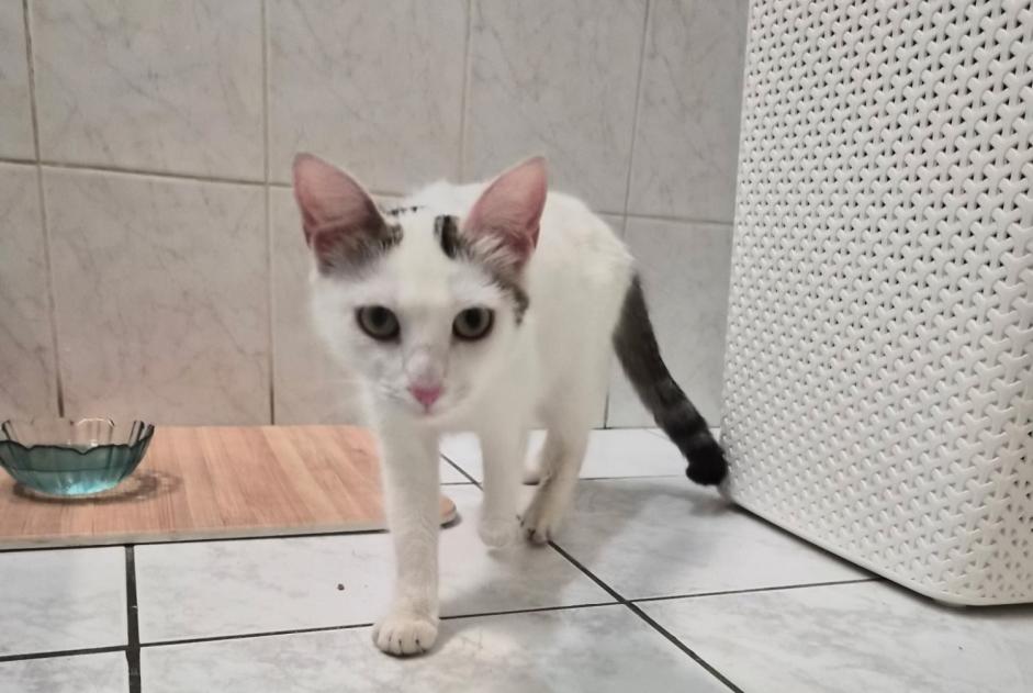 Ontdekkingsalarm Kat  Vrouwtje Beauvais Frankrijk