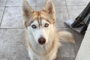 Verdwijningsalarm Hond  Vrouwtje , 2 jaar Hourtin Frankrijk
