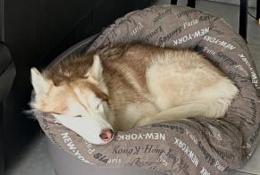 Verdwijningsalarm Hond  Vrouwtje , 2 jaar Hourtin Frankrijk