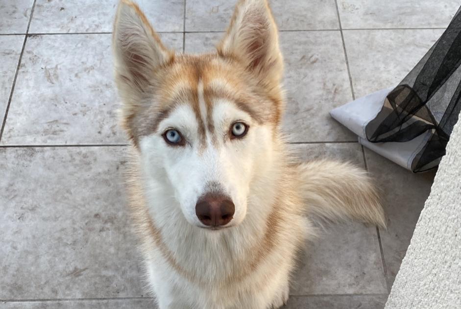 Verdwijningsalarm Hond  Vrouwtje , 2 jaar Hourtin Frankrijk