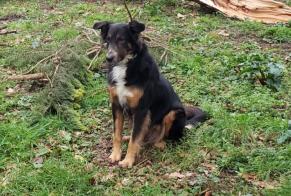 Verdwijningsalarm Hond  Vrouwtje , 10 jaar Saint-Martin-de-Seignanx Frankrijk