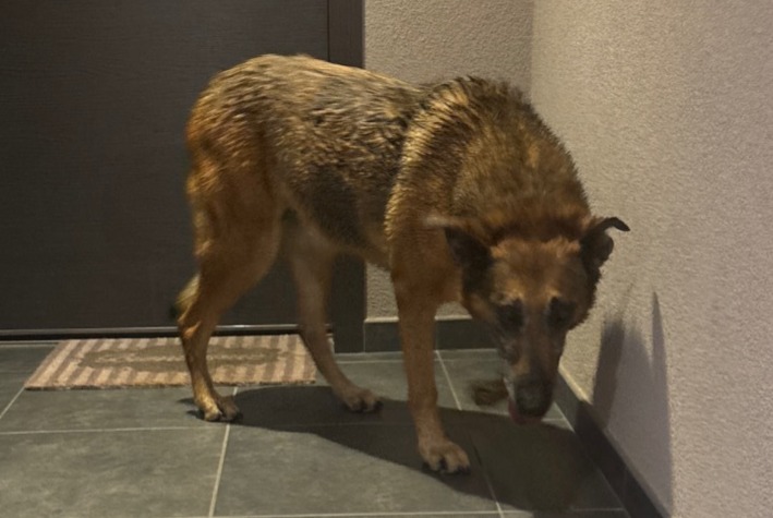 Ontdekkingsalarm Hond  Vrouwtje Poisy Frankrijk