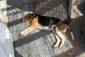 Ontdekkingsalarm Hond  Mannetje Sazeray Frankrijk
