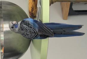 Ontdekkingsalarm Vogel Onbekend Saint-Lyphard Frankrijk