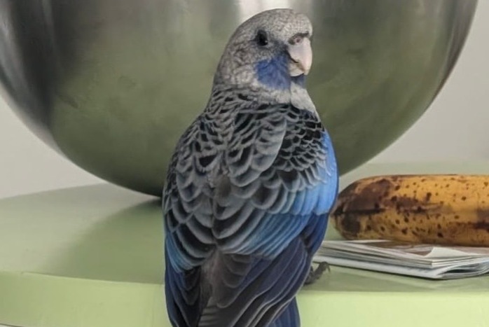 Ontdekkingsalarm Vogel Onbekend Saint-Lyphard Frankrijk