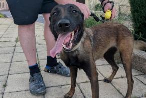 Ontdekkingsalarm Hond  Vrouwtje Pouilly-lès-Feurs Frankrijk
