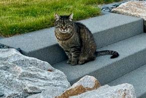Verdwijningsalarm Kat Mannetje , 13 jaar Geudertheim Frankrijk