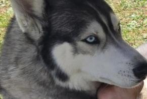 Verdwijningsalarm Hond  Mannetje , 5 jaar Rochefort Frankrijk