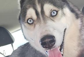 Verdwijningsalarm Hond  Mannetje , 5 jaar Rochefort Frankrijk