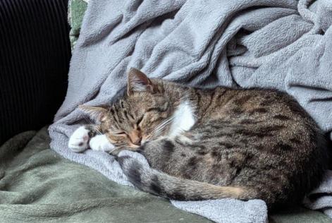 Verdwijningsalarm Kat Vrouwtje , 7 jaar Louannec Frankrijk
