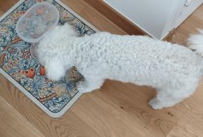 Ontdekkingsalarm Hond  Vrouwtje Dinard Frankrijk